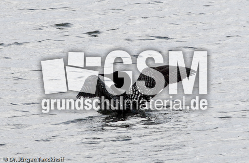 Eistaucher (6 von 26).jpg